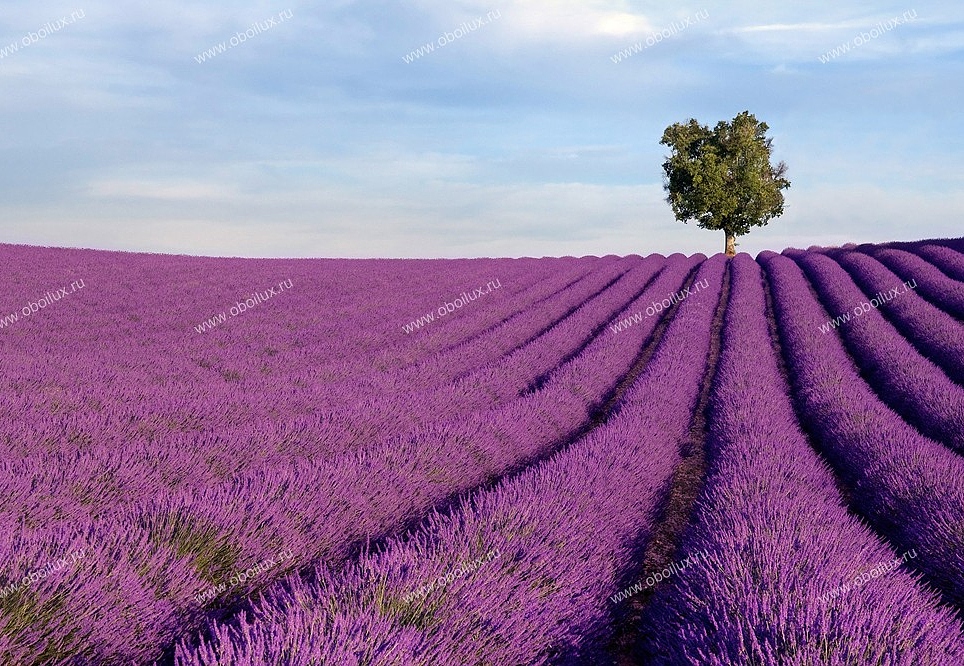 Панно и фотообои A. S. Creation XXL II 299 Lavender Field