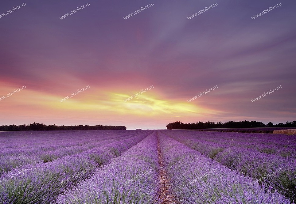Панно и фотообои A. S. Creation XXL II 300 Lavender Field At Sunset