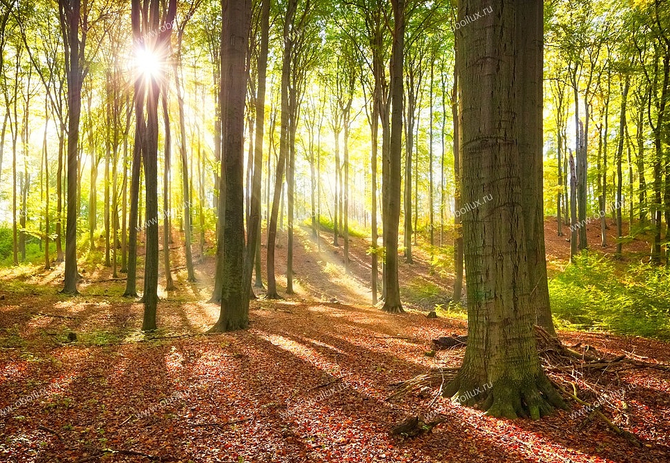 Панно и фотообои A. S. Creation XXL II 302 Summer Forest 