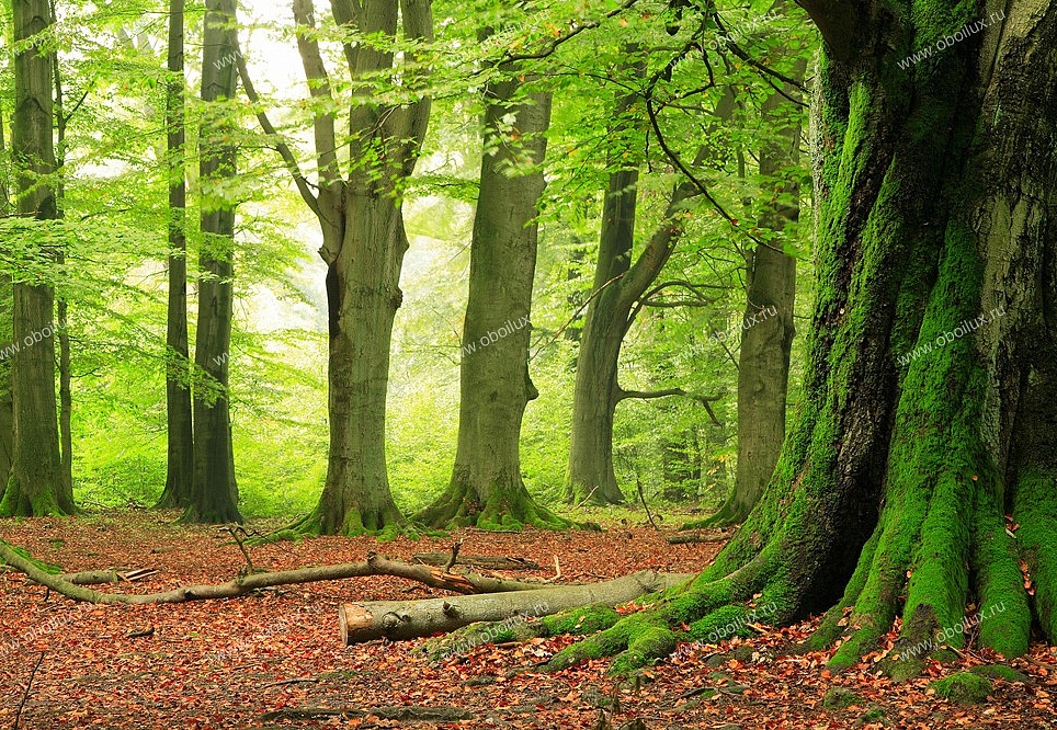 Панно и фотообои A. S. Creation XXL II 309 Forest