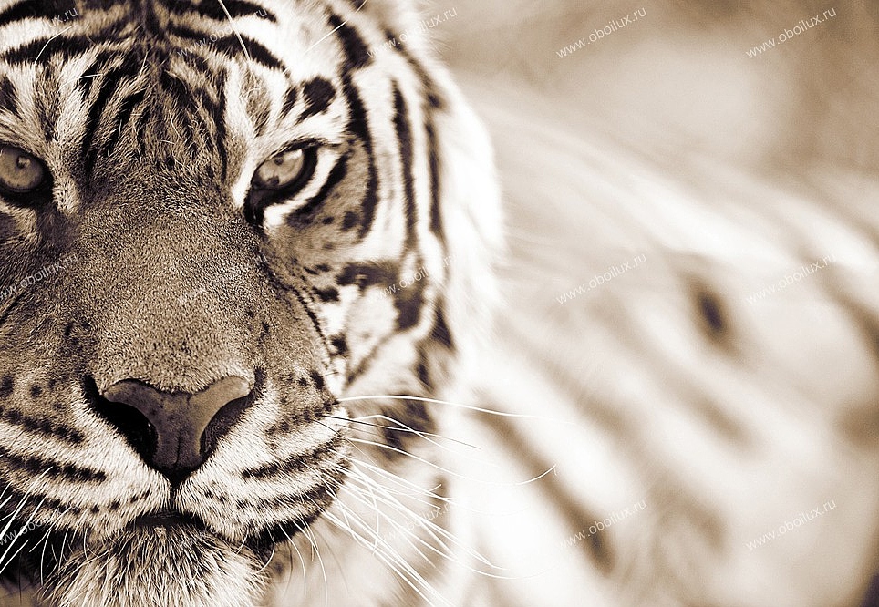 Панно и фотообои A. S. Creation XXL II 316 Tiger 