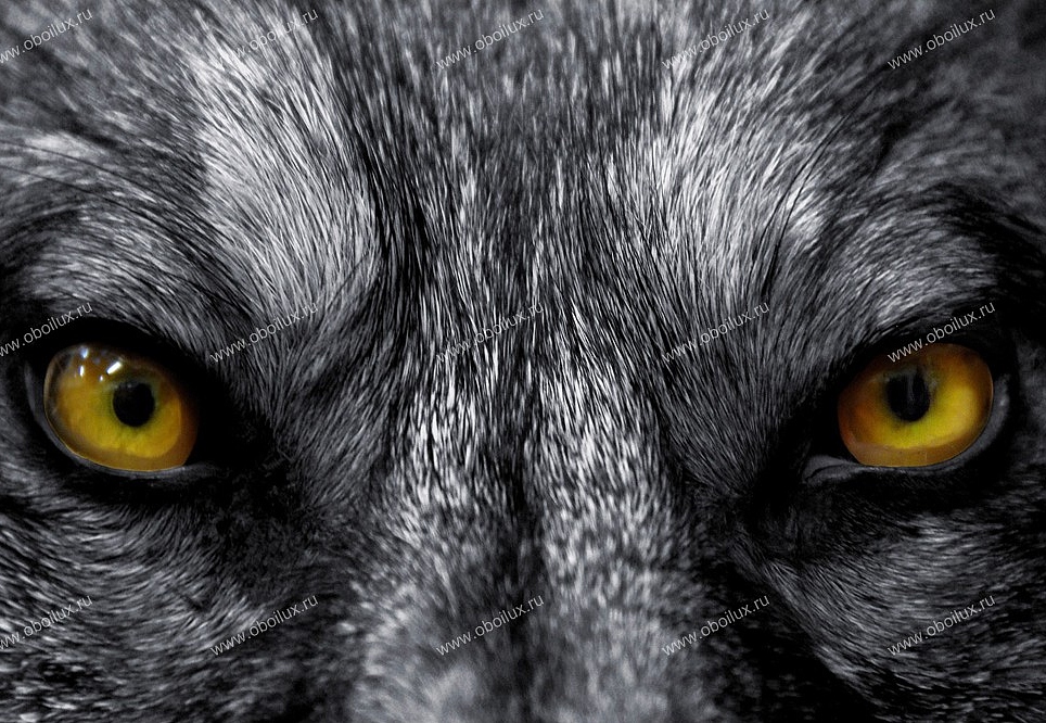 Панно и фотообои A. S. Creation XXL II 319 Eye To Eye With The Wolf 