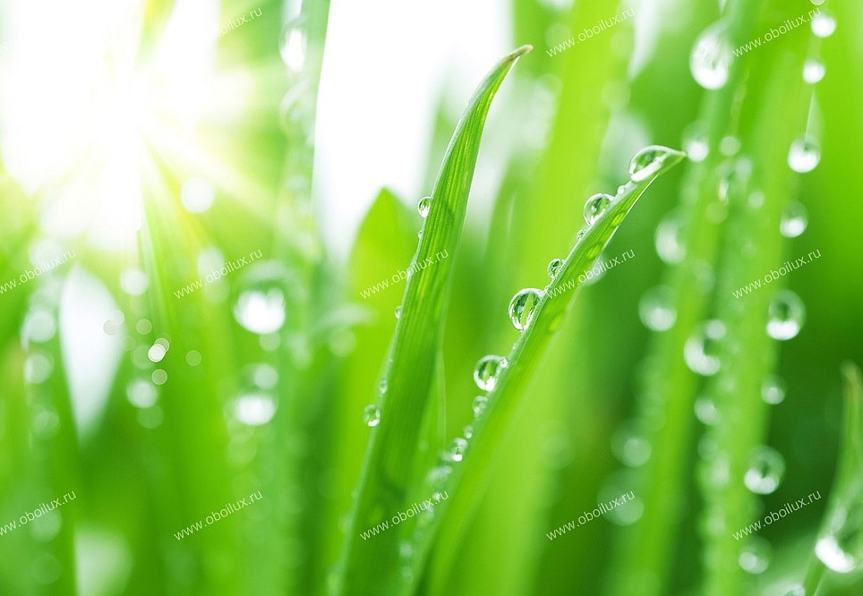 Панно и фотообои A. S. Creation XXL II 320 Grass With Dewdrops