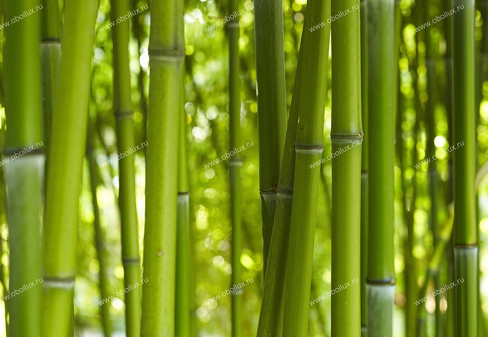 Панно и фотообои A. S. Creation XXL II 322 Bamboo In Daylight