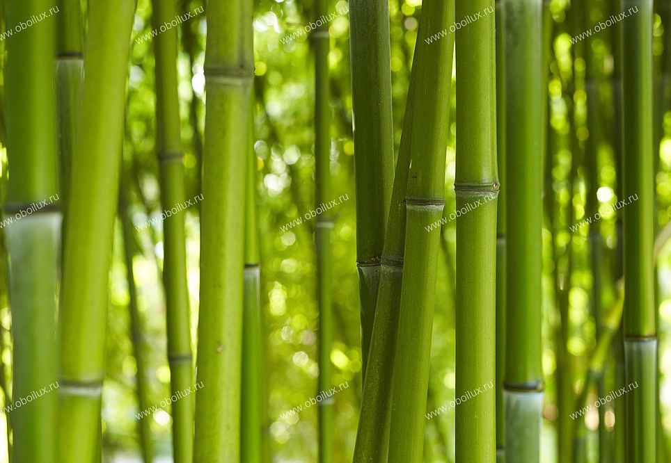 Панно и фотообои A. S. Creation XXL II 322 Bamboo In Daylight