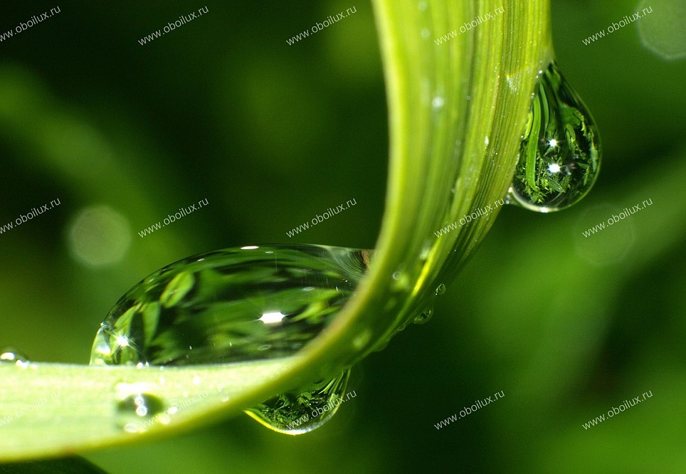 Панно и фотообои A. S. Creation XXL II 323 Dewdrops On Grass