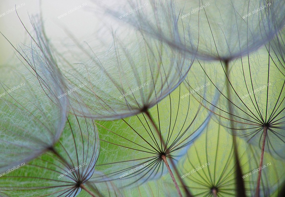 Панно и фотообои A. S. Creation XXL II 324 Dandelion