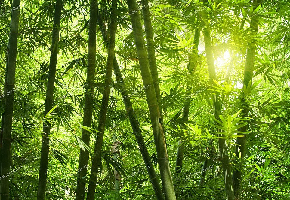Панно и фотообои A. S. Creation XXL II 325 Bamboo Forest