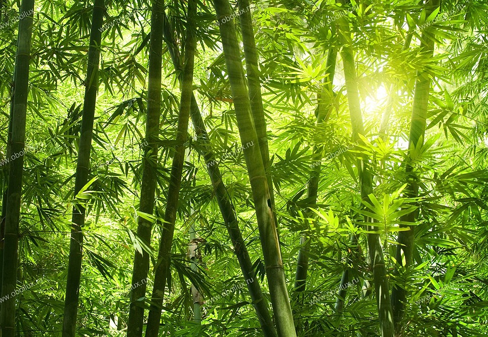 Панно и фотообои A. S. Creation XXL II 325 Bamboo Forest