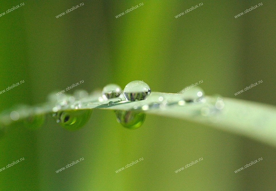 Панно и фотообои A. S. Creation XXL II 326 Blade Of Grass