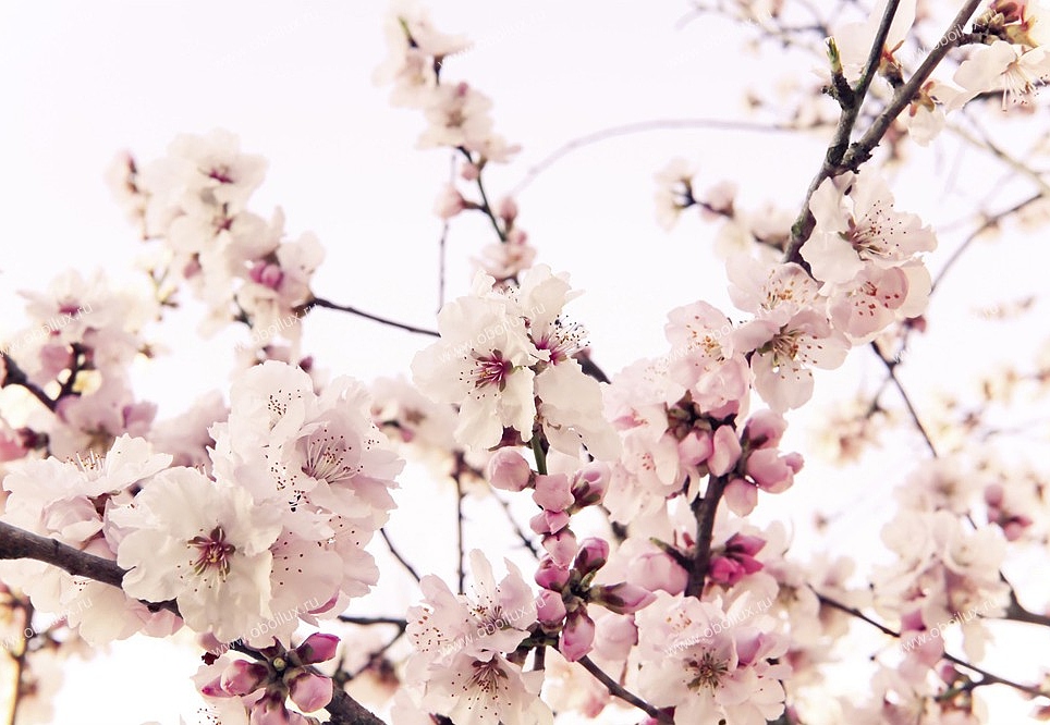 Панно и фотообои A. S. Creation XXL II 327 Cherry Blossom 