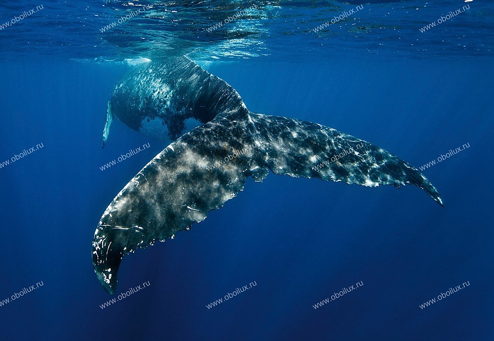 Панно и фотообои A. S. Creation XXL II Whale Fin 336