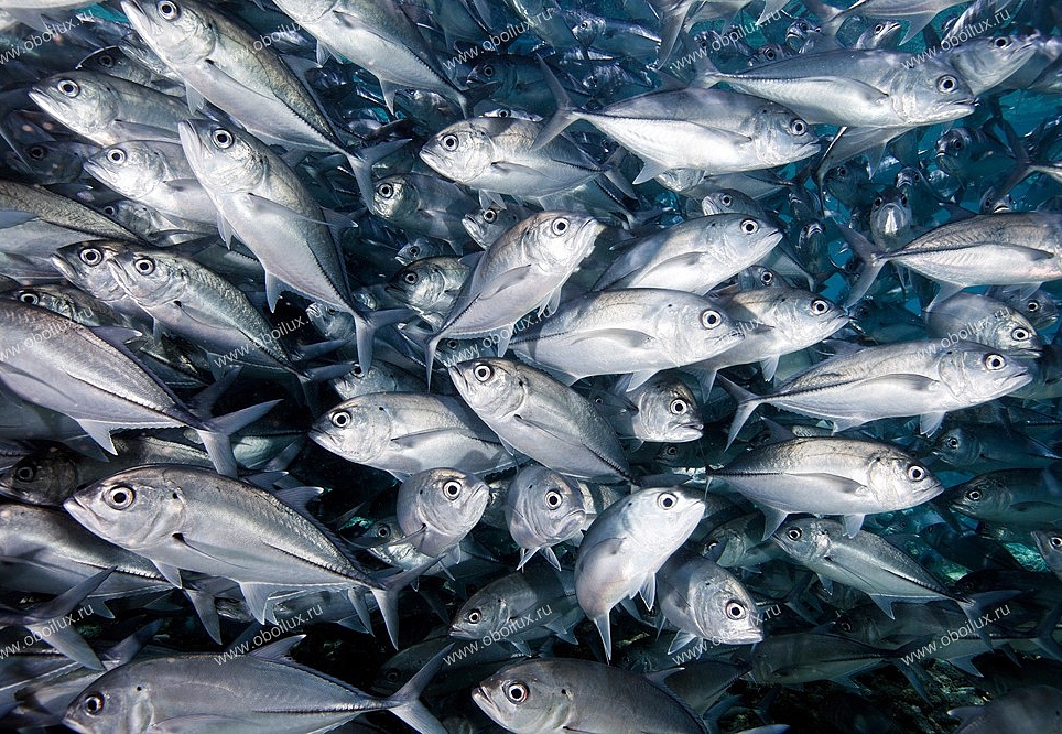 Панно и фотообои A. S. Creation XXL II 338 Amberjacks