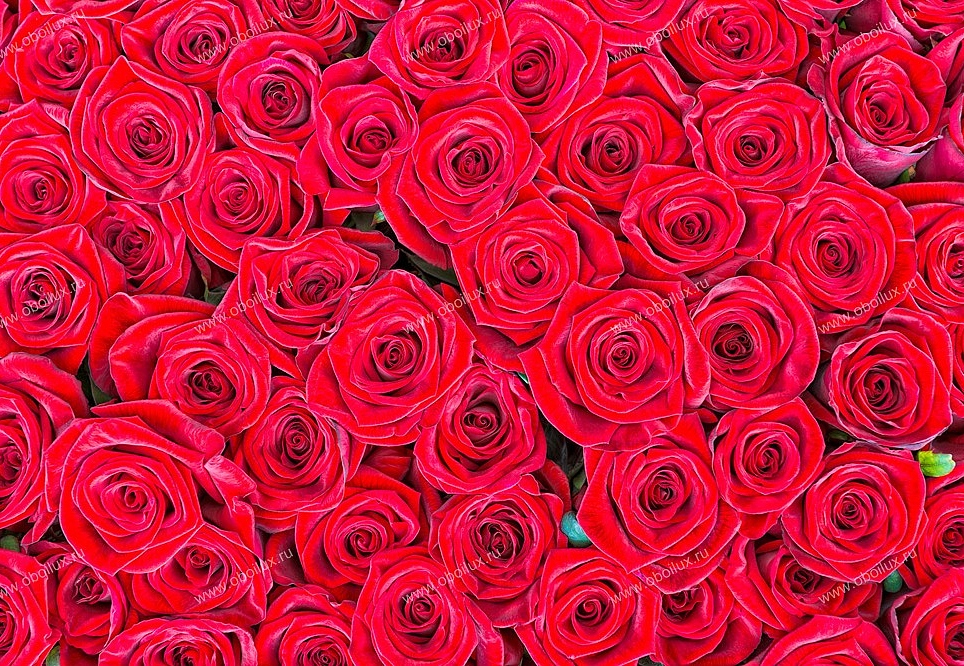 Панно и фотообои A. S. Creation XXL II 357 Red Roses 