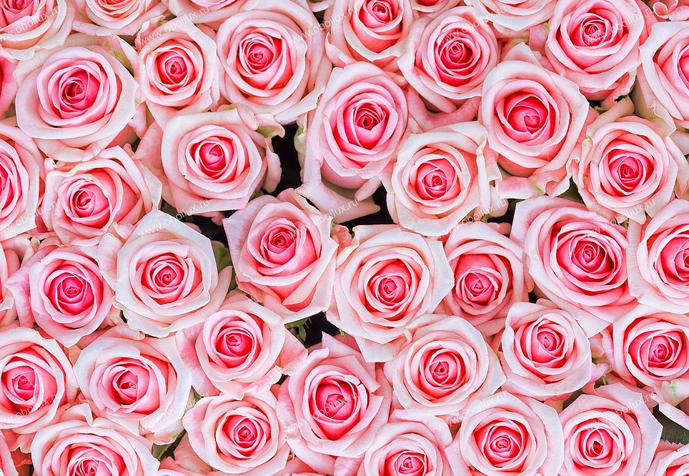 Панно и фотообои A. S. Creation XXL II 359 Pink Roses