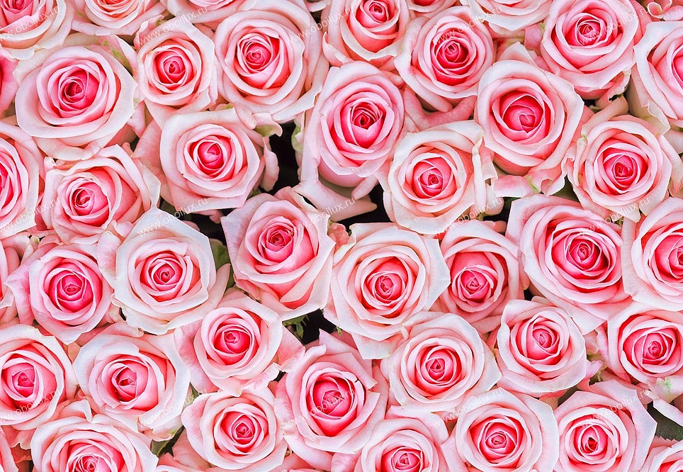 Панно и фотообои A. S. Creation XXL II 359 Pink Roses