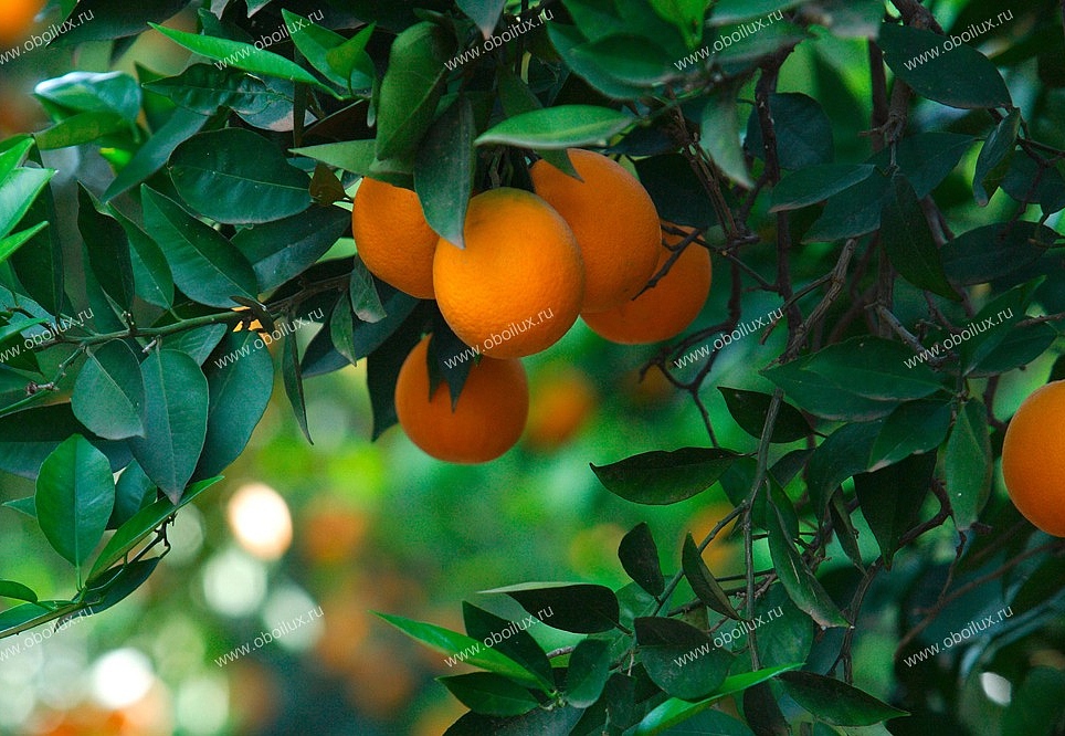 Панно и фотообои A. S. Creation XXL II 362 Orange Tree 
