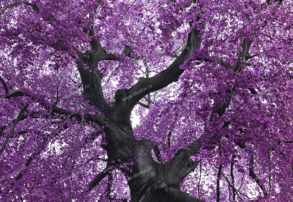 Панно и фотообои A. S. Creation XXL II 378 Purple Tree 