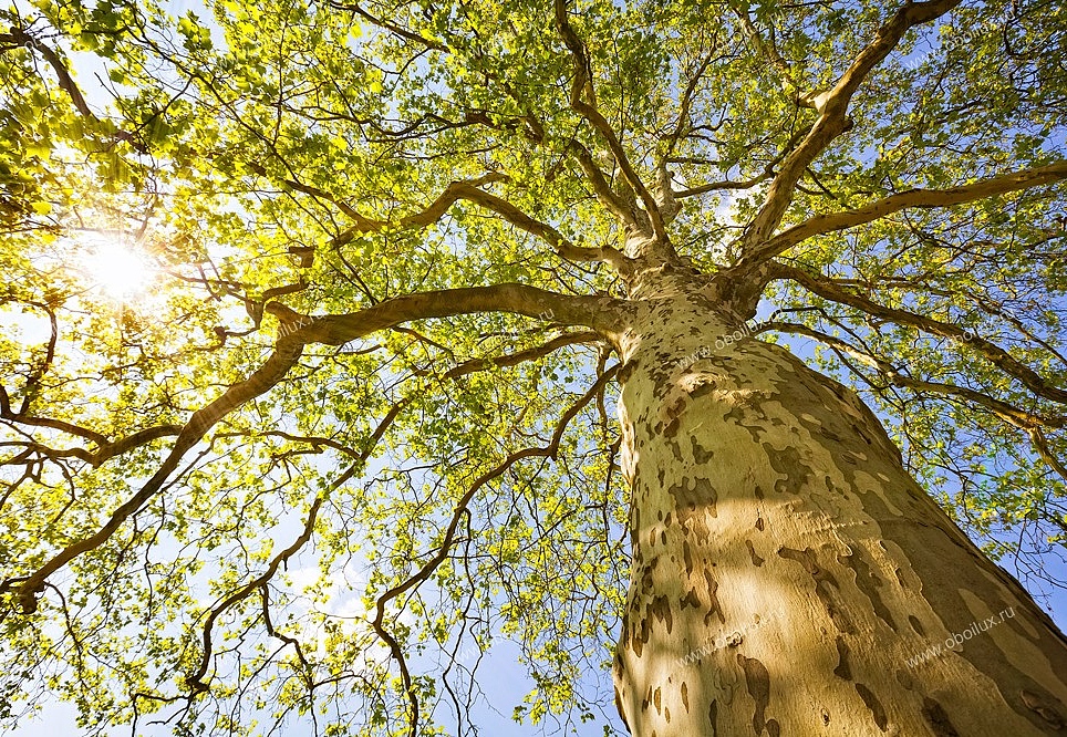 Панно и фотообои A. S. Creation XXL II 382 Green Canopy Trees