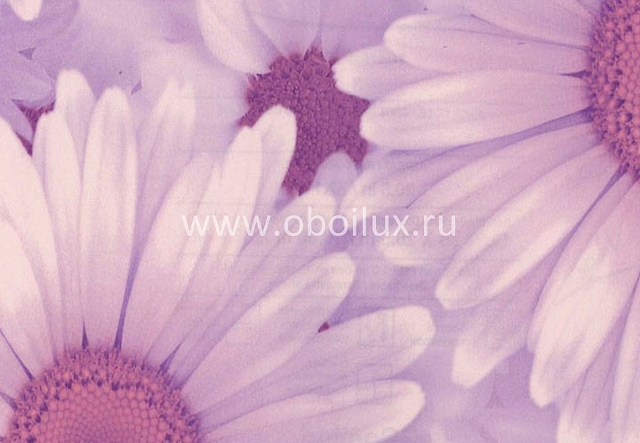 Обои Blue Mountain Girls BC1581206
