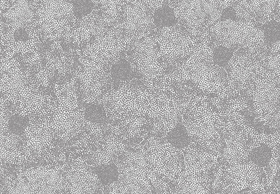 Обои Tiffany Designs Reef RE29