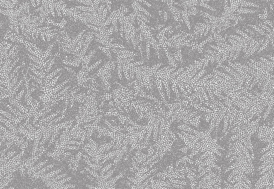 Обои Tiffany Designs Reef RE49