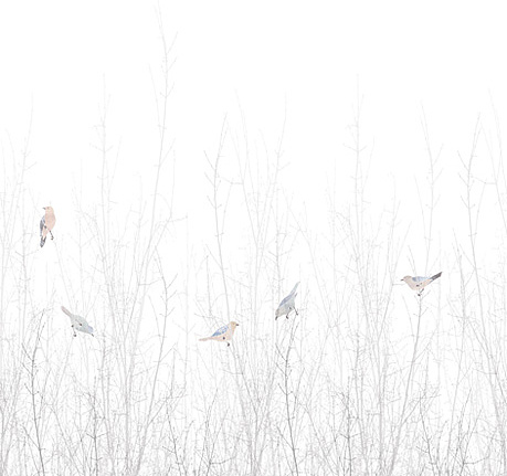 Панно и фотообои Eco Nature 5283