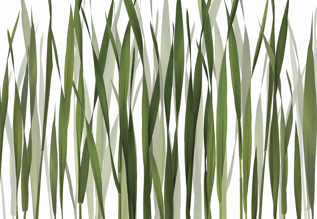Обои Glamora Creative Wallcovering GL2011A