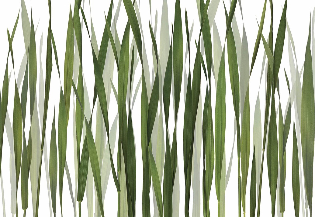 Обои Glamora Creative Wallcovering GL2011A