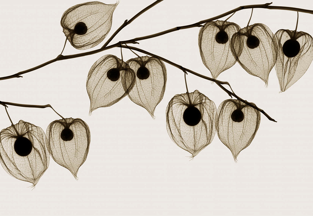 Обои Glamora Creative Wallcovering GL1021A