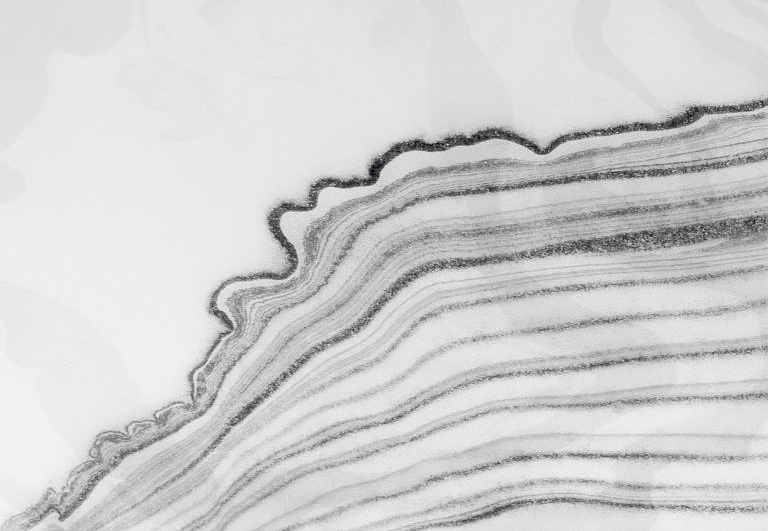 Панно и фотообои Calico Sumi Tempest