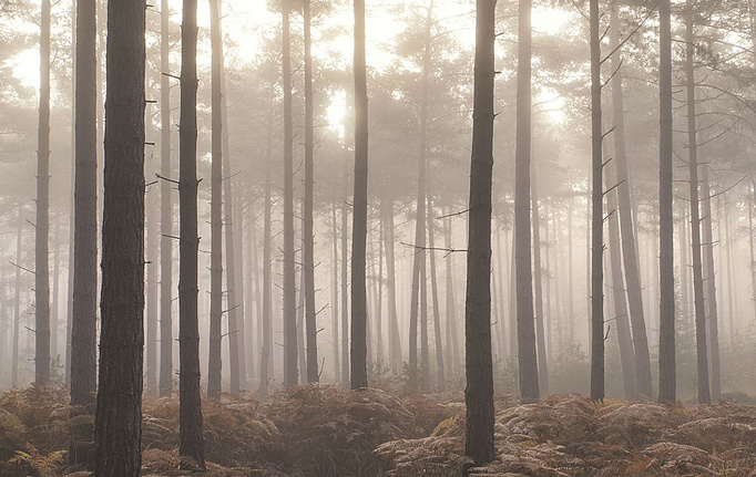 Канадские панно и фотообои Aura, коллекция Atmosphere, артикул G78426