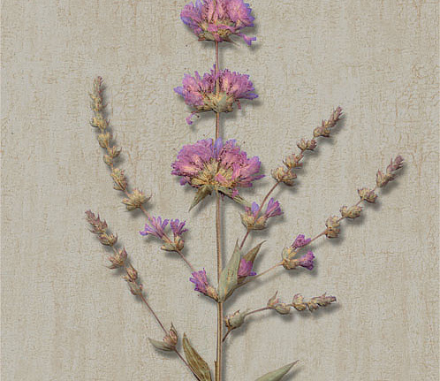 Панно и фотообои Iksel Scenic & Architectural Wallpapers Herbier Herb5
