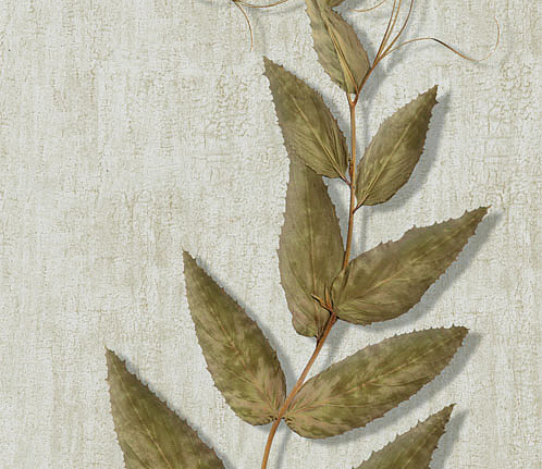 Панно и фотообои Iksel Scenic & Architectural Wallpapers Herbier Herb6