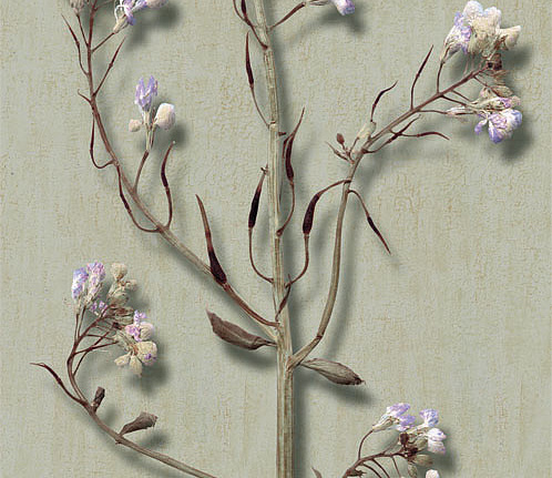 Панно и фотообои Iksel Scenic & Architectural Wallpapers Herbier Herb7