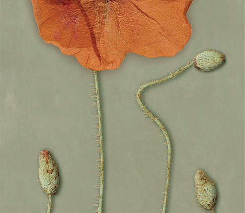 Панно и фотообои Iksel Scenic & Architectural Wallpapers Herbier Herb8