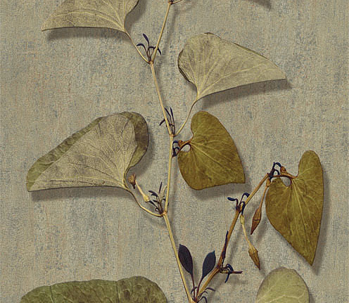 Панно и фотообои Iksel Scenic & Architectural Wallpapers Herbier Herb9