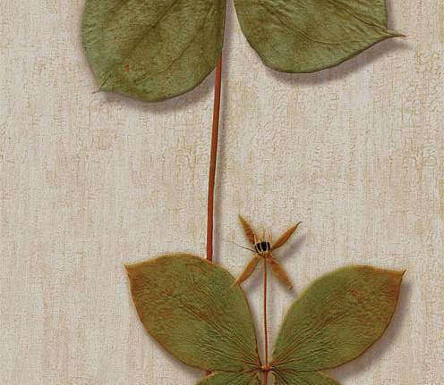Панно и фотообои Iksel Scenic & Architectural Wallpapers Herbier Herb10