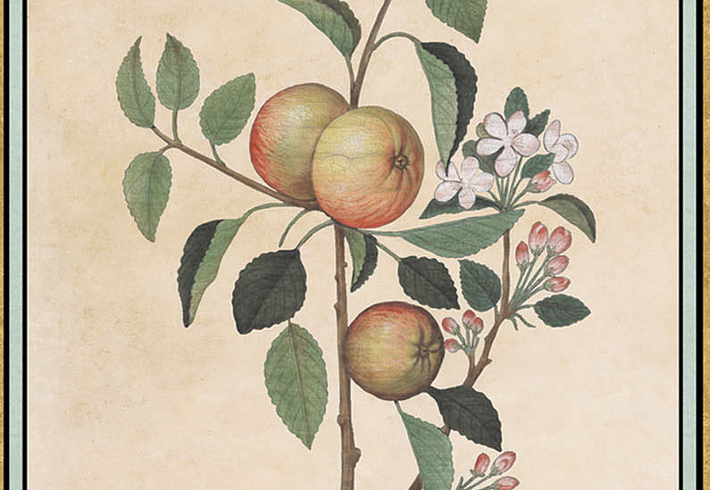 Панно и фотообои Iksel Scenic & Architectural Wallpapers Renaissance Herbier RH2