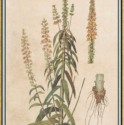 Панно и фотообои Iksel Scenic & Architectural Wallpapers Renaissance Herbier RH5