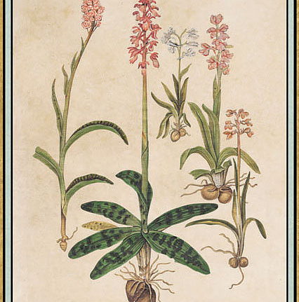Панно и фотообои Iksel Scenic & Architectural Wallpapers Renaissance Herbier RH6