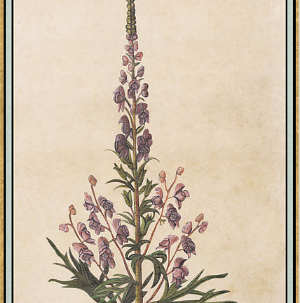Панно и фотообои Iksel Scenic & Architectural Wallpapers Renaissance Herbier RH7