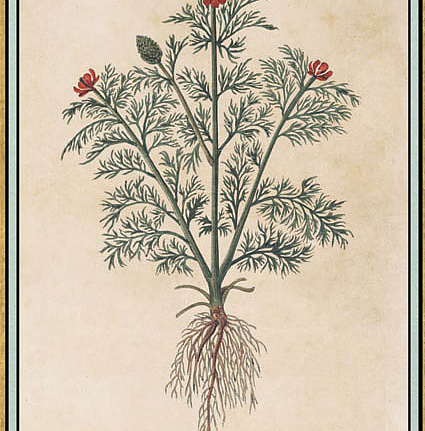 Панно и фотообои Iksel Scenic & Architectural Wallpapers Renaissance Herbier RH11