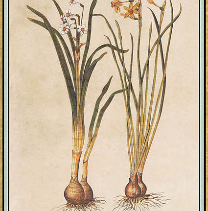 Панно и фотообои Iksel Scenic & Architectural Wallpapers Renaissance Herbier RH12
