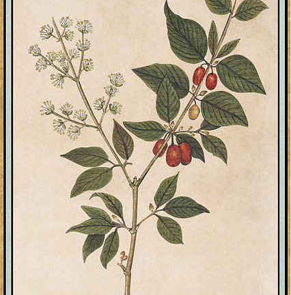 Панно и фотообои Iksel Scenic & Architectural Wallpapers Renaissance Herbier RH13