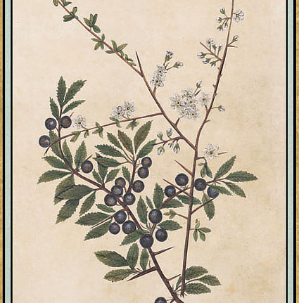 Панно и фотообои Iksel Scenic & Architectural Wallpapers Renaissance Herbier RH14
