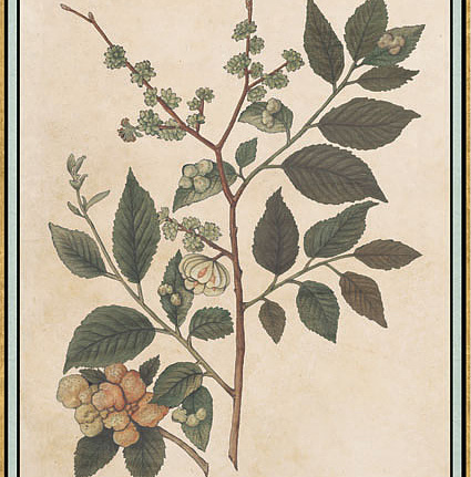 Панно и фотообои Iksel Scenic & Architectural Wallpapers Renaissance Herbier RH16
