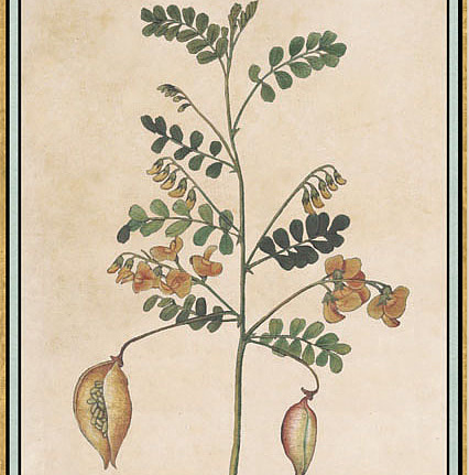 Панно и фотообои Iksel Scenic & Architectural Wallpapers Renaissance Herbier RH17