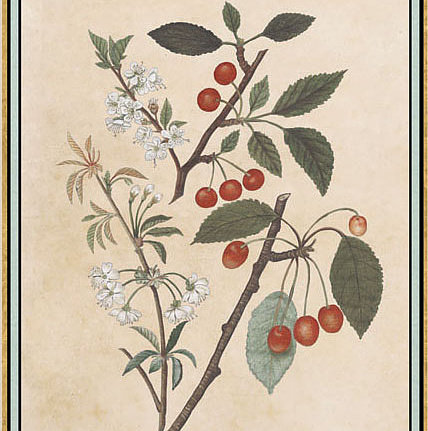 Панно и фотообои Iksel Scenic & Architectural Wallpapers Renaissance Herbier RH18