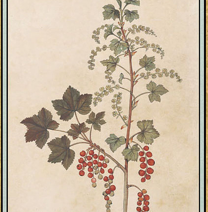 Панно и фотообои Iksel Scenic & Architectural Wallpapers Renaissance Herbier RH20